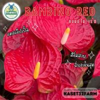 ราคา ต้นหน้าวัว (Pot Anthurium) หน้าวัว ขนาดกระถาง 7 นิ้ว (7204741643)
