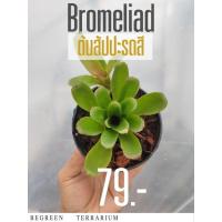 ราคา ต้นสัปปะรดสี Bromeliad (25715392639)