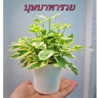 ราคา ต้นบุษบาพารวยหรือบุษบาฮาวายดอกสีม่วงพร้อมกระถางขาว3นิ้ว สีขาวต้นแน่นเป็นพุ่มสวย (10097723753)