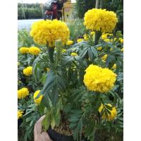 ราคา ต้นดอกดาวเรืองเหลืองดอกไหญ่พร้อมปลูก (24667674335)