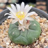 ราคา Lophophora koehresii (22573897489)