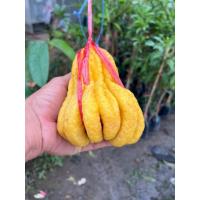 ราคา ต้นพันธุ์ส้มโอมือแบบทาบกิ่ง1ชุด5ต้น (29988265525)