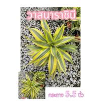 ราคา วาสนาราชินี Dracaena Lemon lime กระถาง 5.5 นิ้ว (28041451770)