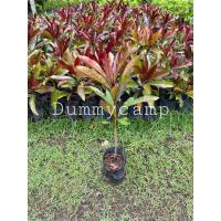 ราคา ต้นตีนเป็ดแดงกิ่งปักชำ ตีนเป็ดแดง สูง40-50ซม (23274572220)