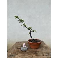 ราคา บอนไซตะโกหนูใบมะขาม(ใบเล็ก) (40503571172)