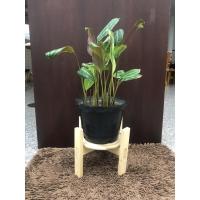 ราคา ขาตั้งวางกระถางต้นไม้ (ขนาด 12”)#ขาตั้งกระถางต้นไม้#ขาตั้งกระถาง (5247463263)