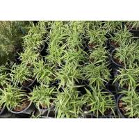 ราคา ต้นไผ่เงิน ต้นหญ้าแมว ต้นไผ่แมว ***4 ต้น 110บาท*** (11846782438)