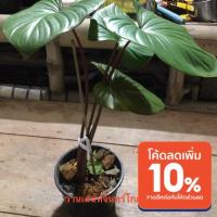 ราคา ว่านเสน่ห์จันทร์โกเมน (12832159269)