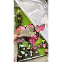 ราคา บอนสีสไบแพรอยู่ในกระุถาง6“ (44425039172)