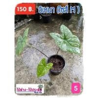 ราคา บอนอิเหนา (ตามไซส์) (12624006249)