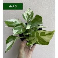 ราคา ต้นพลูงาช้าง Epipremnum aureum ต้นที่ 3 (8676826601)