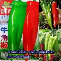 ราคา 100+ เมล็ด เมล็ดพริกยักษ์บิ๊กจิม พริกใหญ่ที่สุดในโลก (พริกยักษ์ ลูกใหญ่ มีกลิ่นหอมเฉพาะตัว ข้างในกลวงแบบพริกหวาน) (24545047374)