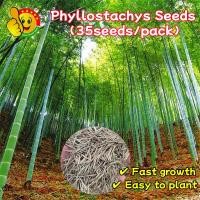 ราคา เมล็ดพันธุ์ไผ่ซางหม่น 50 เมล็ด Moso Bamboo Phyllostachys Seeds มล็ดซางหม่น ไผ่ซางหม่น ซางหม่น ไผ่เดี่ยวสารสกัดจากไผ่ไผ่พ (53205547291)