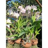 ราคา กล้วนไม้หวายแคระ อิโนบิ สแปลส (19980463367)