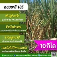 ราคา เมล็ดพันธุ์​ข้าว​ ข้าวเจ้า หอมมะลิ105 ข้าวนาปี ไวแสง หอม นุ่ม คุณภาพดี 10 กก. คูลเกษตร ไรซ์ KR1 (26076336982)
