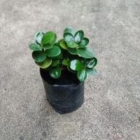 ราคา ต้นช้อนเงินช้อนทอง## (13548506575)