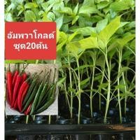 ราคา ต้นพันธุ์ พริกอัมพวาโกลด์(ชุด20ต้น)กล้าพันธุ์พริกอัมพวา พริกจินดา (49906241083)