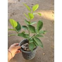 ราคา มะนาวแป้น รากเดินดี พร้อมปลูก (22929385805)