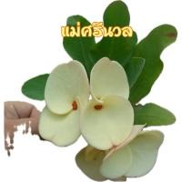 ราคา ต้นโป๊ยเซียน ชื่อ “แม่ศรีนวล” ดอกสีเหลืองนวล ดอกใหญ่มาก กระถาง3นิ้ว ส่งทั้งกระถาง (28016199003)