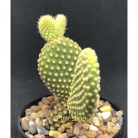 ราคา โอพันเทียหูกระต่ายแคคตัสกระบองเพชร (9215142917)