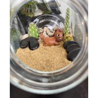 ราคา สวนขวดแก้วTerrarium. (10189443372)