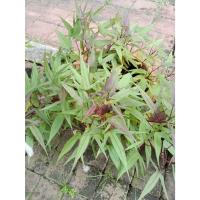 ราคา ต้นพันธุ์ มันไต้หวัน มันเทศไต้หวัน ใบสีม่วง ถุงดำพร้อมปลูก 39 บาท ใช้ผัดน้ำมันหอย ผัดไฟแดงอร่อยมาก (25894502962)