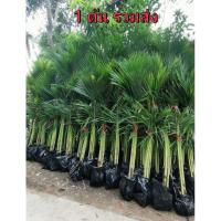 ราคา ต้นมะพร้าว​น้ำหอมบ้านแพ้ว​พันธุ์​เตี้ย​ 1.5​ เมตร​ (รวมส่ง)​ (26510583460)