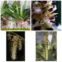 ราคา (1กำ) (ขาย ต้นพันธุ์) ดอก ต้น เอื้องเขี้ยวเสือลาย เอื้อง เขี้ยวเสือ ลาย กล้วยไม้ สุดารัตน์ (11502254027)