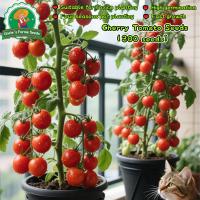ราคา เมล็ดพันธุ์ มะเขือเทศเชอรี่ บรรจุ 300 เมล็ด Red Cherry Tomato Seeds Fruit Vegetable Seeds เมล็ดผลไม้ เมล็ดพันธุ์ผัก (42423461274)