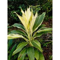 ราคา ต้นหมากพู่หมากเมียเขียวด่างขาว (12374834616)