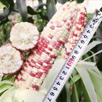 ราคา 10 เมล็ด Bi-color Waxy Corn Seeds เมล็ดพันธุ์ข้าวโพด สองสี เมล็ดข้าวโพดข้าวเหนียว บรรจุ เมล็ดข้าวโพด (41778066590)