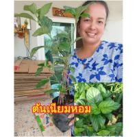 ราคา ต้นเนียมหอม หรือเนียมอ้ม สมุนไพรไทย ส่งทั้งถุงชำ พร้อมปลูกได้เลยคะ (26913721584)