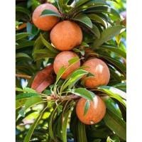 ราคา ต้นละมุดสาลี่ยักษ์./กิ่งตอนต้นใหญ่แข็งแรง (29712021145)