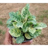 ราคา มะพร้าวทะเลทรายใบด่างเหลืองไฮบริด ใบด่างสวยๆ (29292804196)