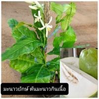 ราคา ต้นมะนาวยักษ์ มะนาวกินเนื้อ ตอนกิ่ง ผลใหญ่มากเนื้อกรอบเหมือนมะละกอ กลิ่นมะนาว (23928892237)