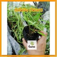 ราคา ต้นไผ่เงิน​#ต้นไผ่แมว​ ขนาด​ 2นิ้ว​ (18474890229)