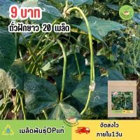 ราคา 9บาท ถั่วฝักยาวไร้ค้าง20เมล็ด (25226309084)