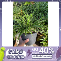 ราคา ต้นเศรษฐีเรือนนอก ต้นไม้มงคล (8757033079)