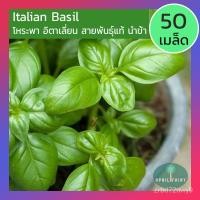 ราคา อินทรีย์็ด ใหม่็ด [ 50ใหม่็ด] ใหม่็ดโหระพาอิตาลี ใหม่ โหระพาใบใกะเพรา่ อิตาเลี่ยน เบซิลใบใกะเพรา่ Large Leaf Italian (16293873291)