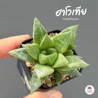 ราคา Haworthia Cymbiformis ฮาโวเทีย ไม้อวบน้ำ กุหลาบหิน cactus&succulentหลากหลายสายพันธุ์ (13499691042)