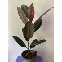 ราคา ต้นยางอินเดียดำต้นไม้ฟอกอากาศ (13905441611)