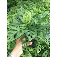 ราคา พลูฉลุ ต้นพลูฉลุ สวนเขาหมาก ต้นไม้ฟอกอากาศ ไม้ในร่ม (6974370674)