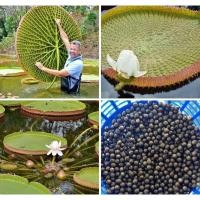 ราคา เมล็ดพันธุ์บัวกระด้งยักษ์ หรือ บัววิคตอเรีย (28005866762)