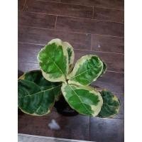 ราคา ไทรใบสักด่าง สวยมาก ไม้ฟอกอากาศ (12020866428)