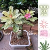 ราคา ชวนชมด่าง ใบลายหินอ่อน ดอกชมพู (17162434790)