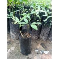 ราคา ผักหวานป่า ผักหวานพื้นบ้าน(สั่ง2ต้นขึ้นไป) (8287660398)