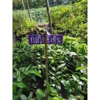 ราคา กล้วยอีเห็น สูง 30 - 40 เซนติเมตร (6792446390)