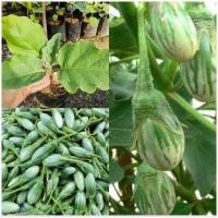 ราคา มะเขือไข่เต่าลาย1ต้น1ถุงดำ ทน ดก ถูกที่สุด สมุนไพรผักอินทรี (25905317639)