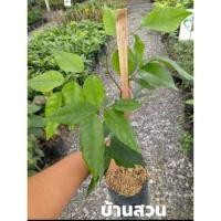 ราคา ต้นลูกหยียักษ์ #บ้านสวนพันธุ์ไม้ (5961638423)