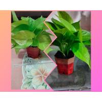 ราคา ต้นพลูทองหรือพลูด่างสีทองกระถาง4นิ้ว (24805548495)